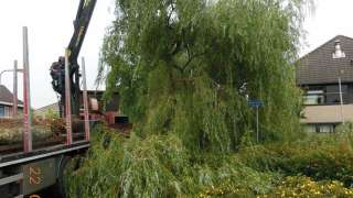 rooien en kappen van bomen in Tilburg